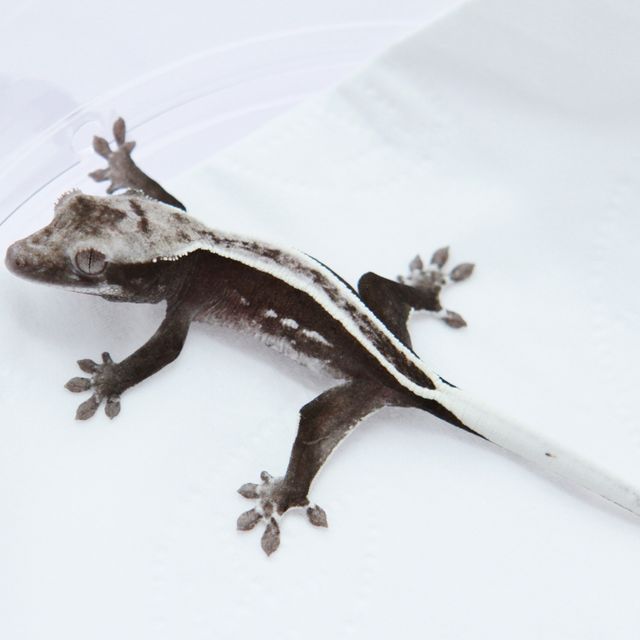 아잔틱 풀핀 화이트포트홀