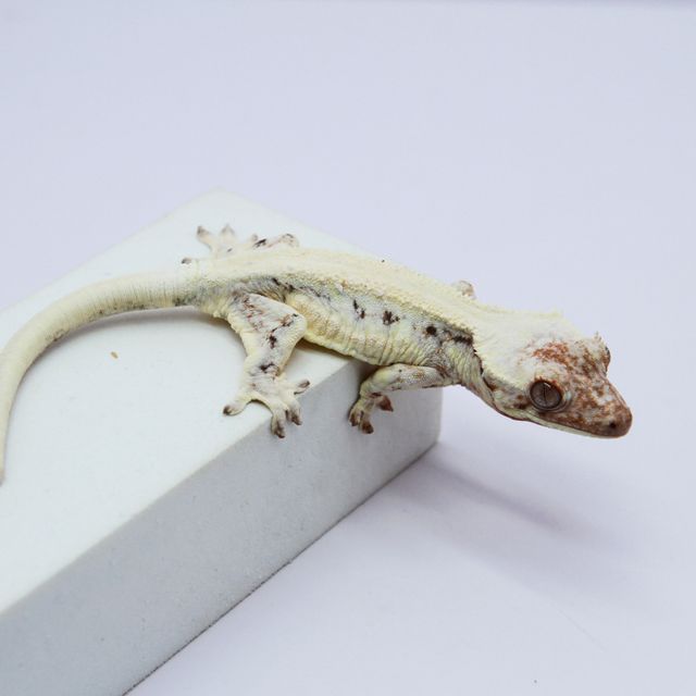 릴리 세이블 솔리드백