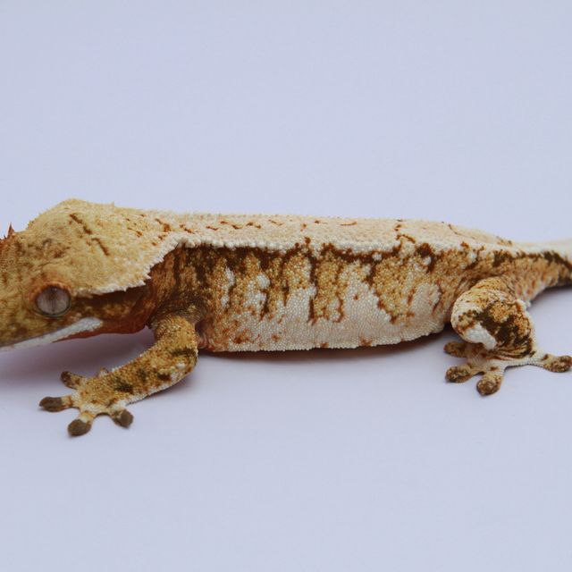 노멀 트라이 익스트림할리퀸 화이트