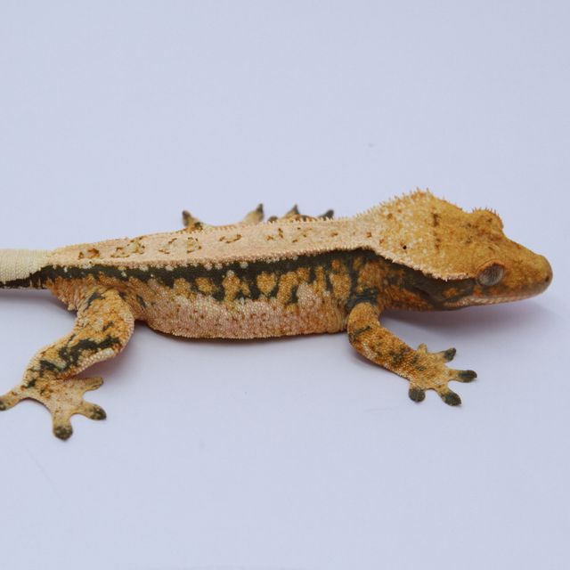 노멀 트라이 드리피