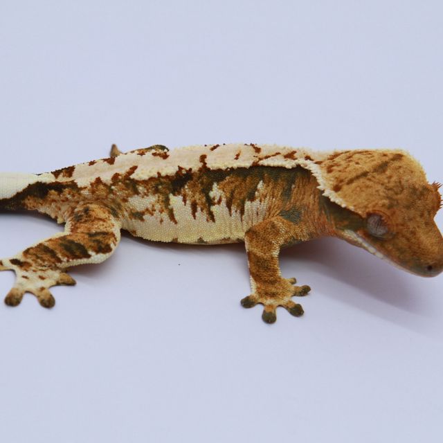 노멀 트라이 익스트림할리퀸 텐저린