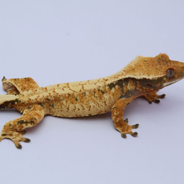 노멀 트라이 드리피 화이트스팟 익스트림할리퀸