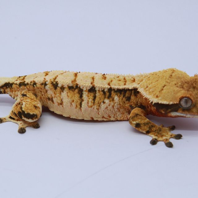 노멀 드리피 익스트림할리퀸 트라이