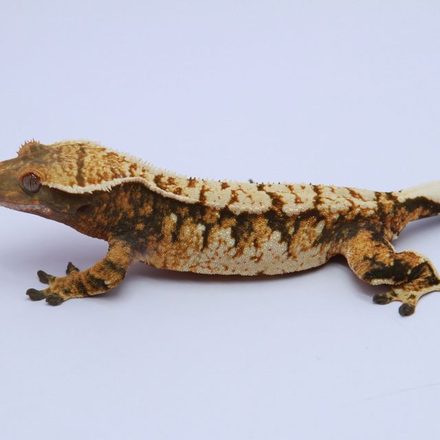 노멀 트라이 익스트림할리퀸 텐저린