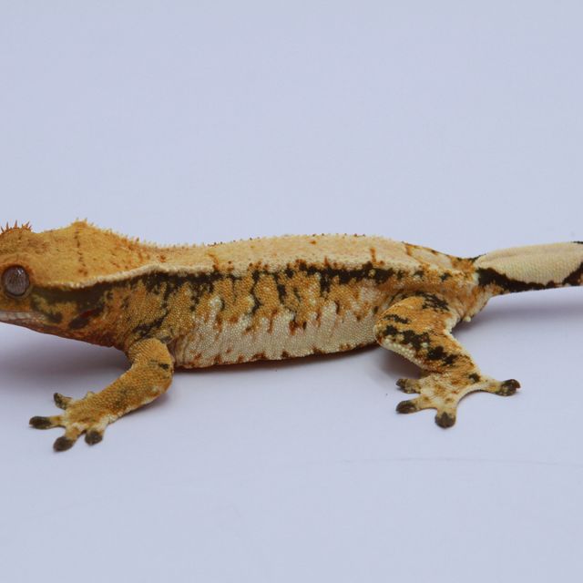 노멀 트라이 익스트림할리퀸 텐저린 화이트