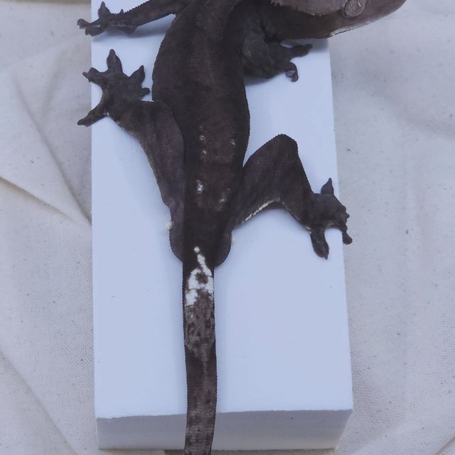 아잔틱 알티