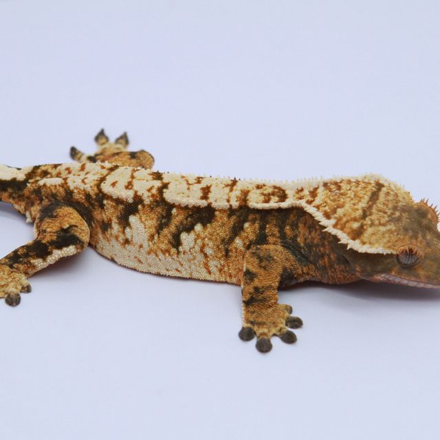 노멀 트라이 익스트림할리퀸 텐저린