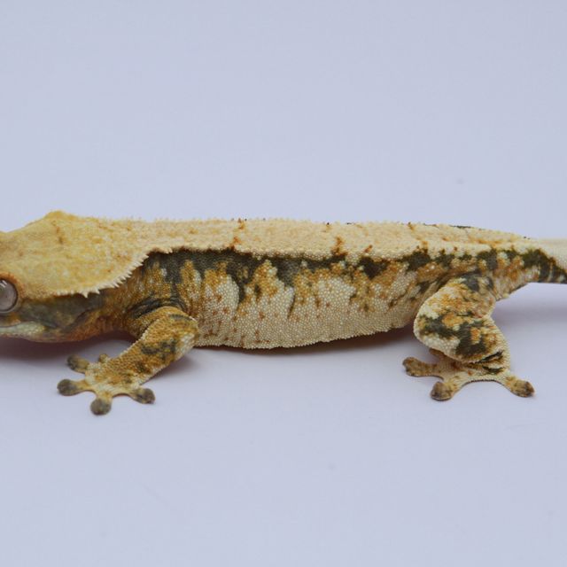 노멀 트라이 익스트림할리퀸 화이트스팟 텐저린 화이트