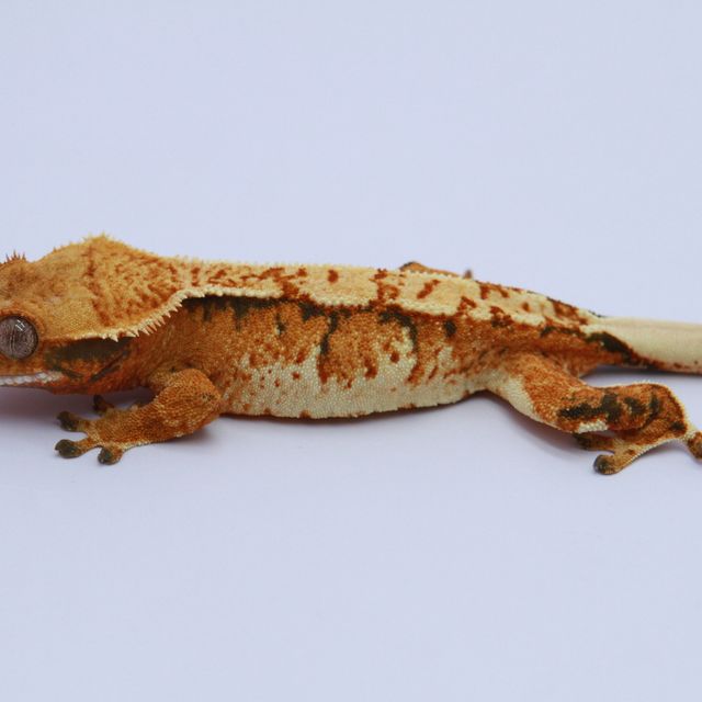 노멀 트라이 익스트림할리퀸 텐저린