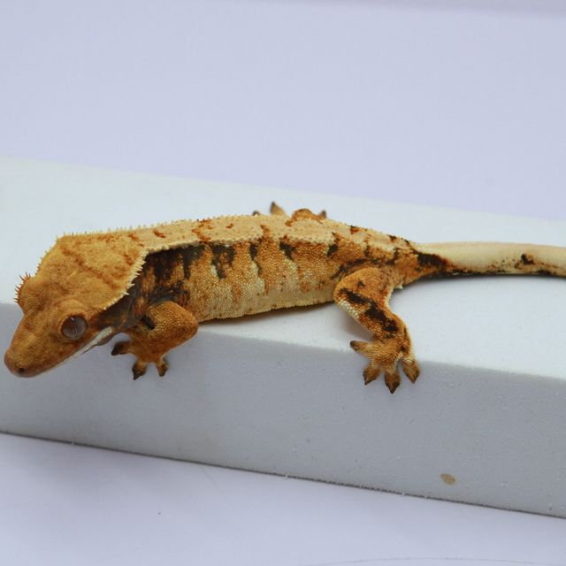 노멀 트라이 익스트림할리퀸 텐저린