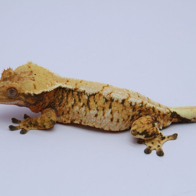 노멀 트라이 익스트림할리퀸 텐저린