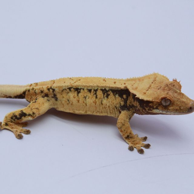 노멀 트라이 드리피