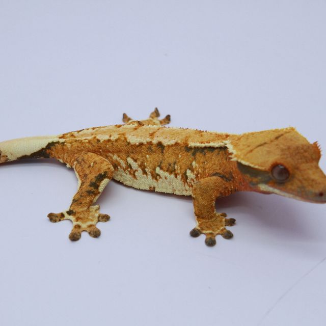 노멀 익스트림할리퀸 텐저린