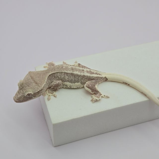 릴잔틱
