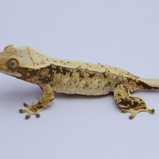 노멀 트라이 드리피 화이트스팟