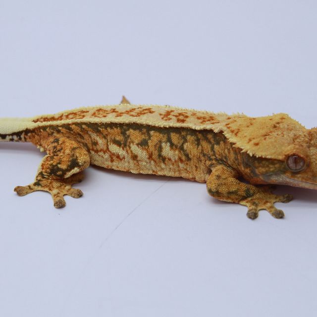 노멀 텐저린 풀핀 카와