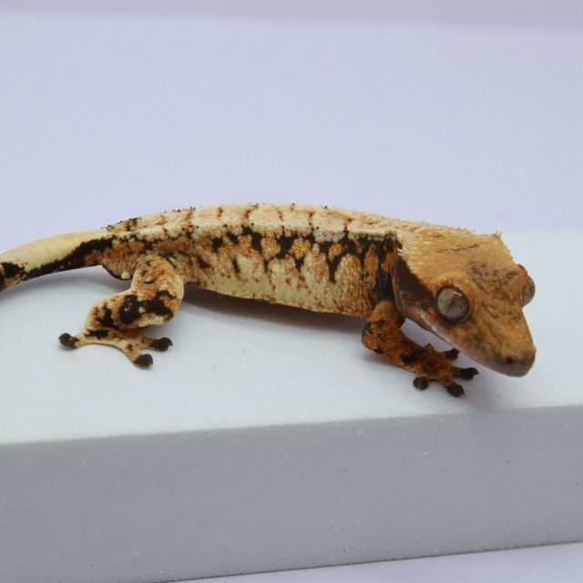 노멀 트라이 익스트림할리퀸 화이트스팟 텐저린 드리피