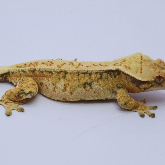 노멀 트라이 드리피 익스트림할리퀸