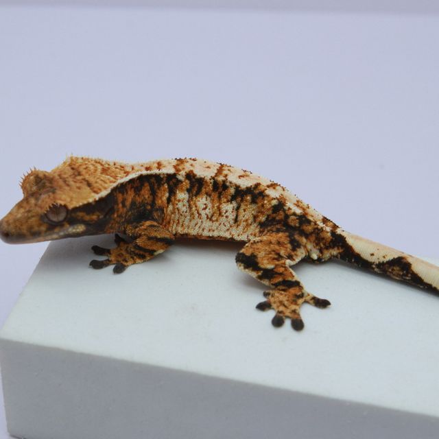 노멀 트라이 익스트림할리퀸 바브 텐저린