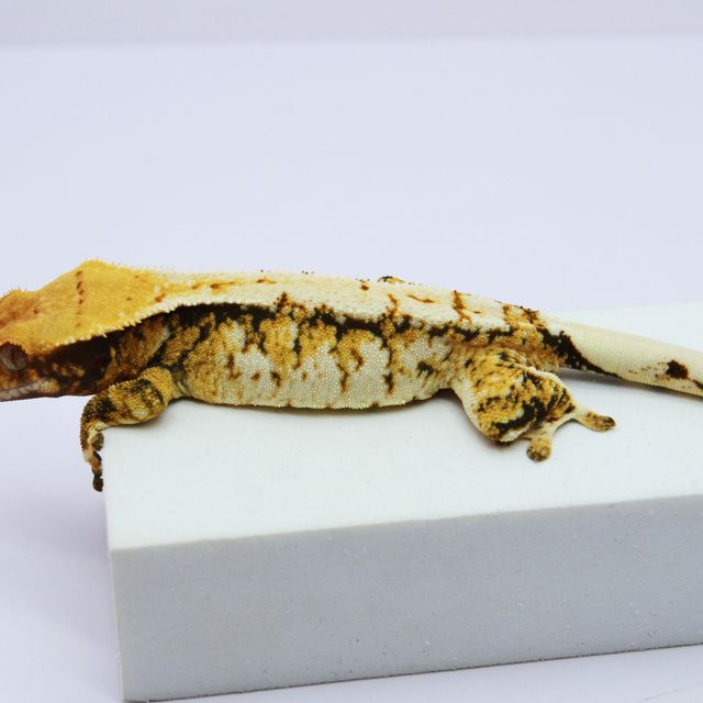 노멀 트라이 익스트림할리퀸 화이트