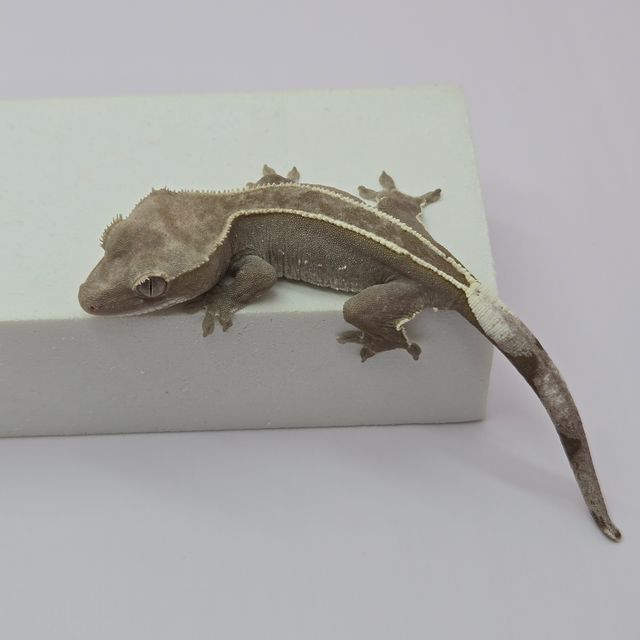 아잔틱