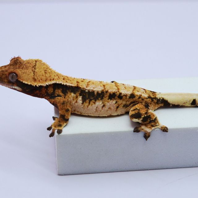 노멀 트라이 익스트림할리퀸 드리피