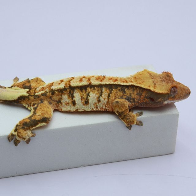 노멀 트라이 익스트림할리퀸