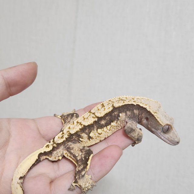 노멀 트라이 익스트림할리퀸