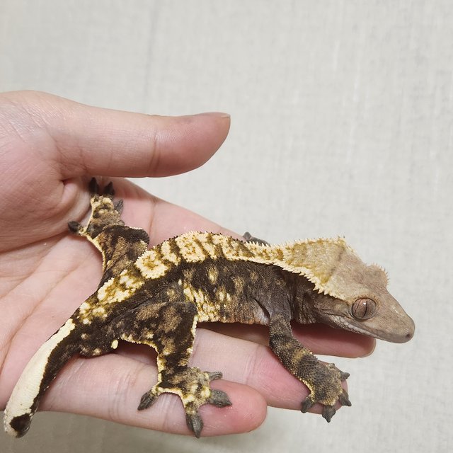 노멀 트라이 익스트림할리퀸