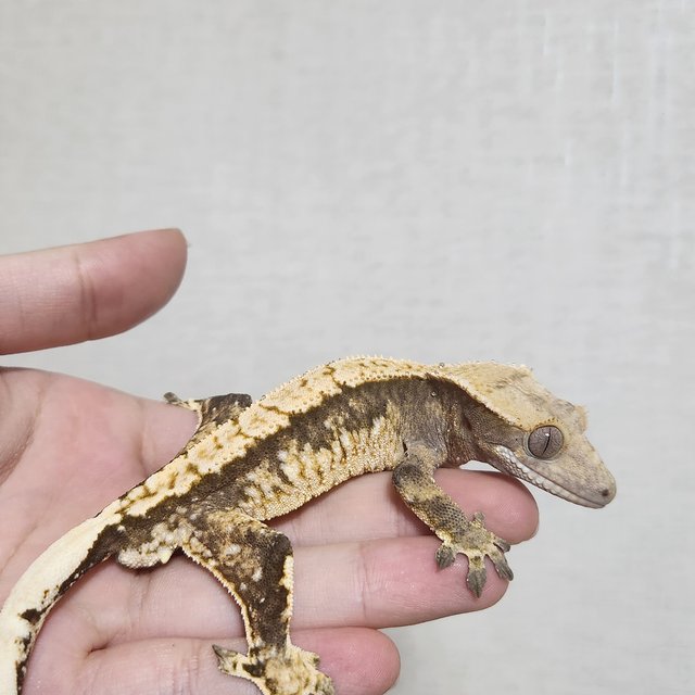 노멀 트라이 익스트림할리퀸