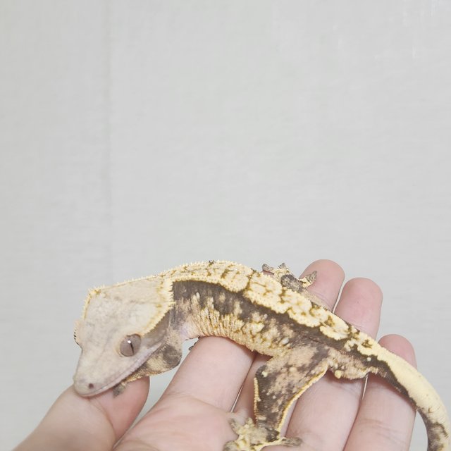 노멀 트라이 익스트림할리퀸