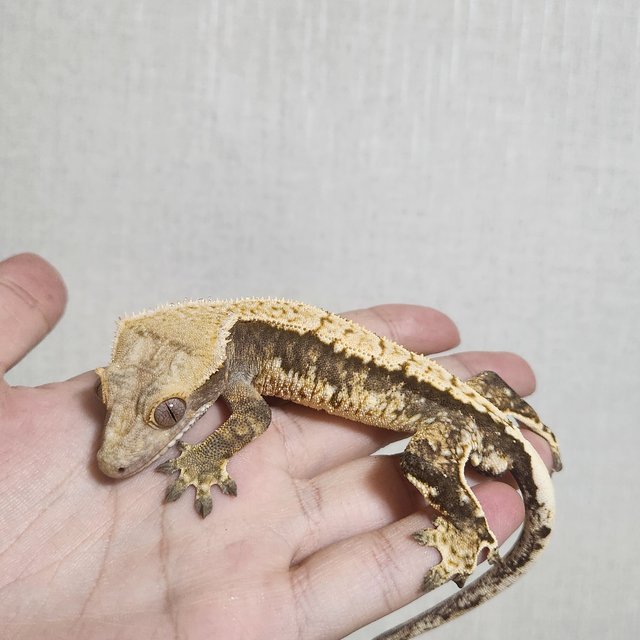 노멀 트라이 익스트림할리퀸