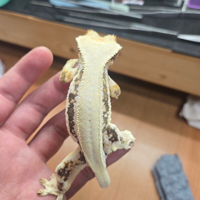 솔리드백 릴리화이트