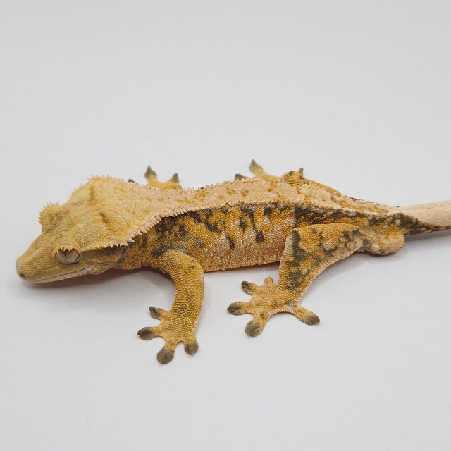 노멀 트라이 익스트림할리퀸 드리피 화이트스팟