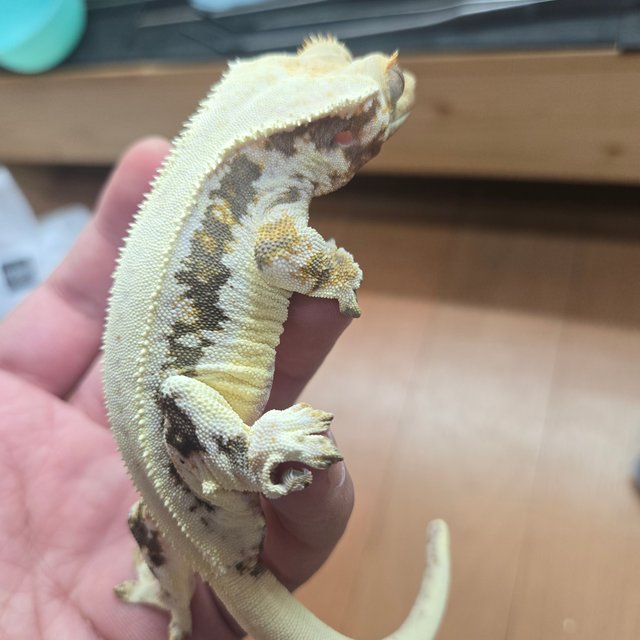 솔리드백 릴리화이트