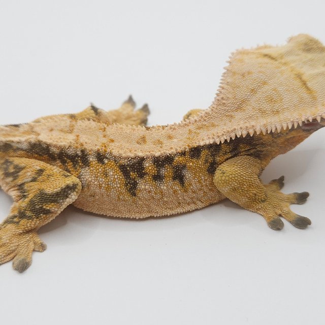 노멀 트라이 익스트림할리퀸 드리피 화이트스팟