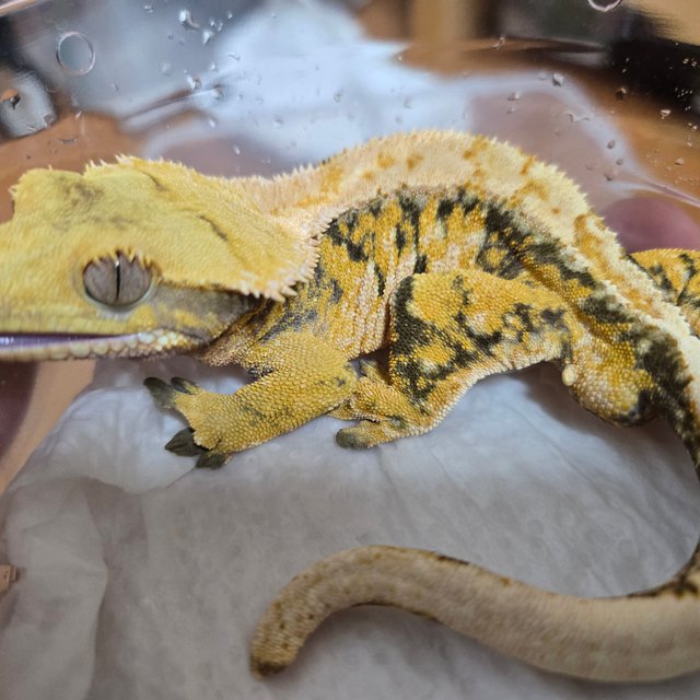 노멀 트라이 익스트림할리퀸 드리피 화이트스팟