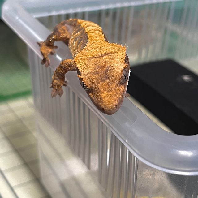 할리퀸