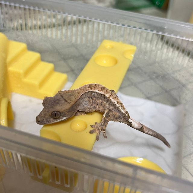 카푸치노