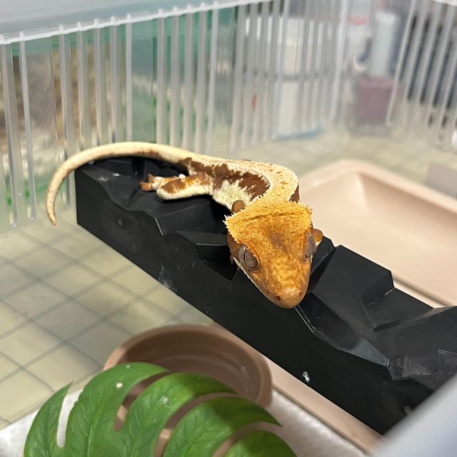 레드 릴리화이트