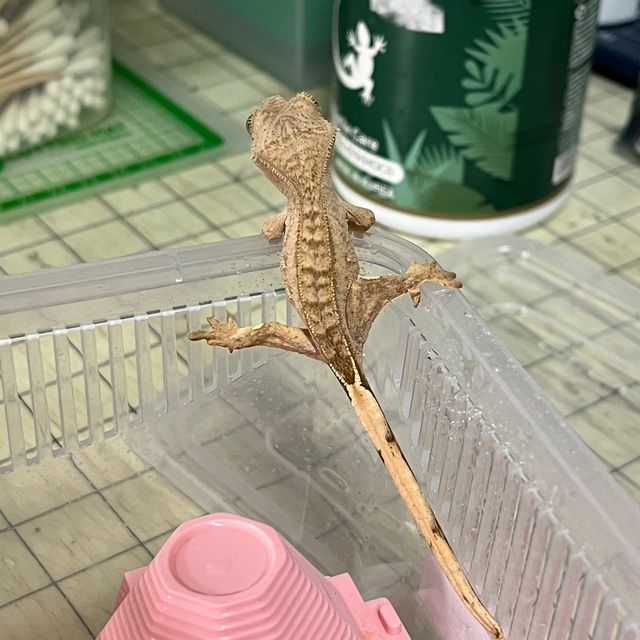 팬텀