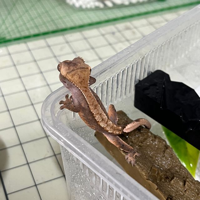레드 플레임