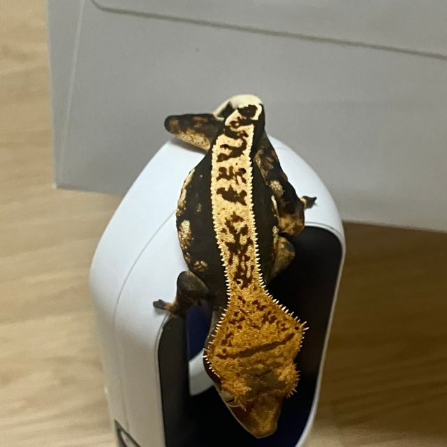 핀스트라이프