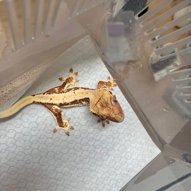 레드 릴리화이트