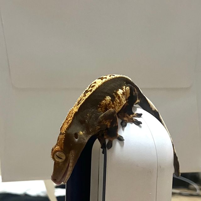 핀스트라이프