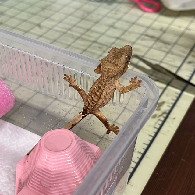 팬텀