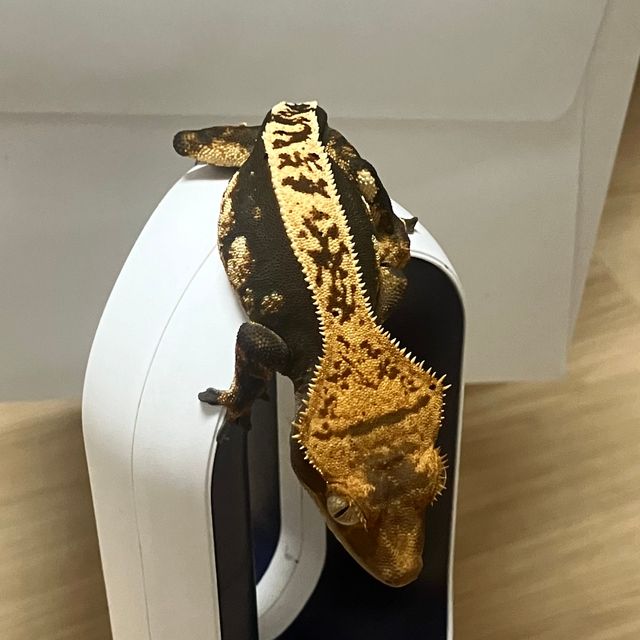핀스트라이프