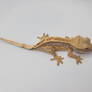 100%헷아잔틱 풀핀