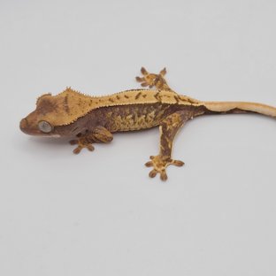 노멀 100%헷아잔틱