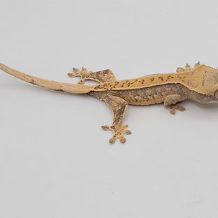 노멀 핀스트라이프